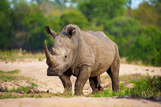 Ученые заявили о прорыве, который поможет спасти почти вымерших носорогов