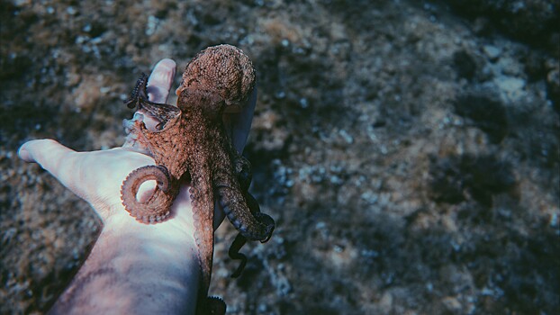 У побережья Коста-Рики обнаружили четыре новых вида осьминогов