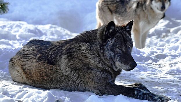 У волка, загрызшего жительницу Курганской области, было бешенство