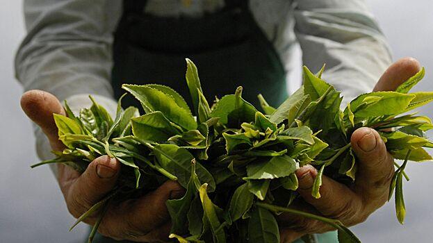 Урожай чая сочинского производителя вырос на 30%