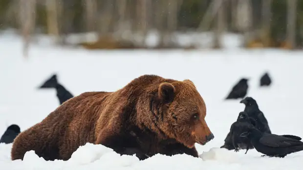В Нижегородской области рассказали о численности медведей в лесах0