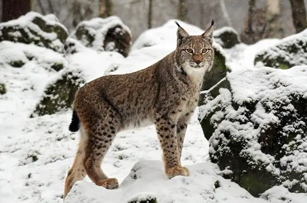 В ульяновских лесах сосчитают 14 видов охотничьих животных0
