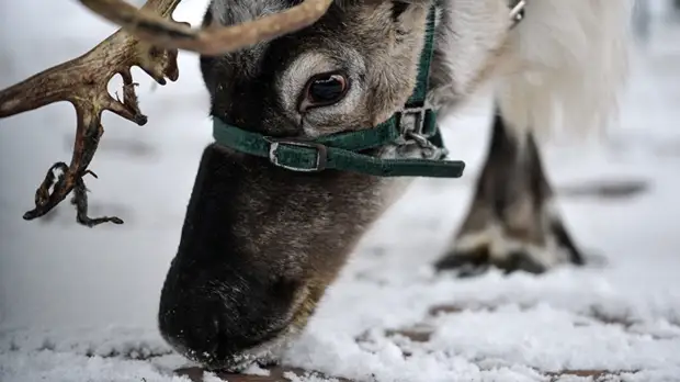 В Ульяновской области начался зимний учёт диких животных0