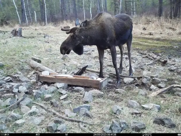 В Забайкалье завершился сезон охоты на лося, оленя и пернатую дичь