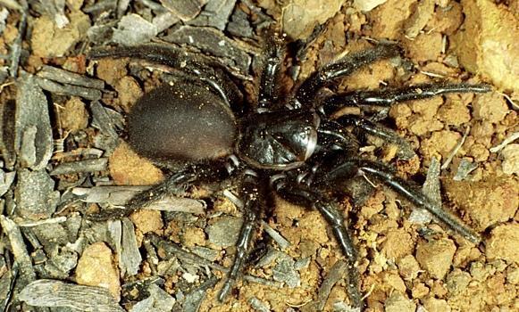 В Австралии обнаружили самого большого паука в мире