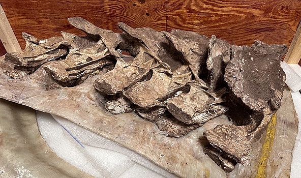 В Китае обнаружили останки динозавра