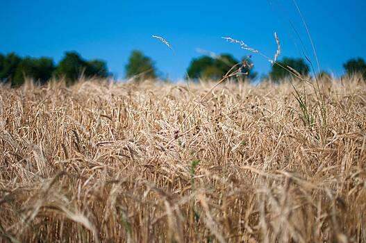 В России оценили вероятность возобновления зерновой сделки