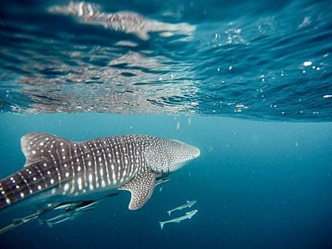 В водах египетского курорта заметили 12-метровую акулу