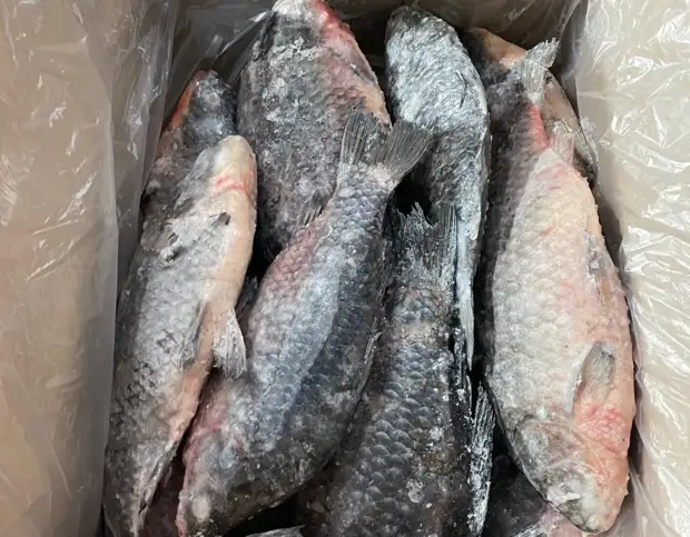 Впервые за долгое время добытую в Новосибирской области рыбу экспортировали в Китай0