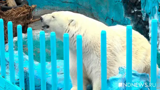 За четыре года в России спасли 17 белых медведей0