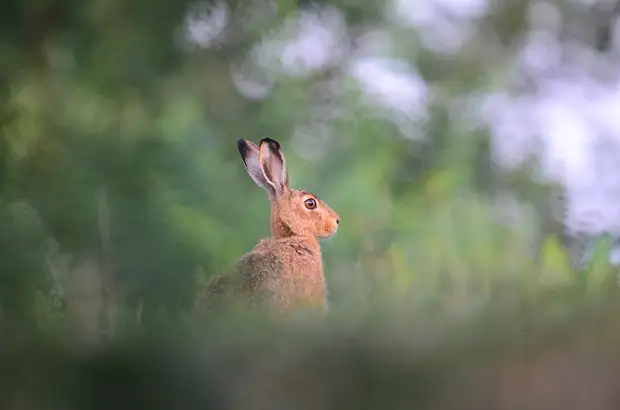 Зайцы могут расслабиться: в Астраханской области завершена охота на русаков0