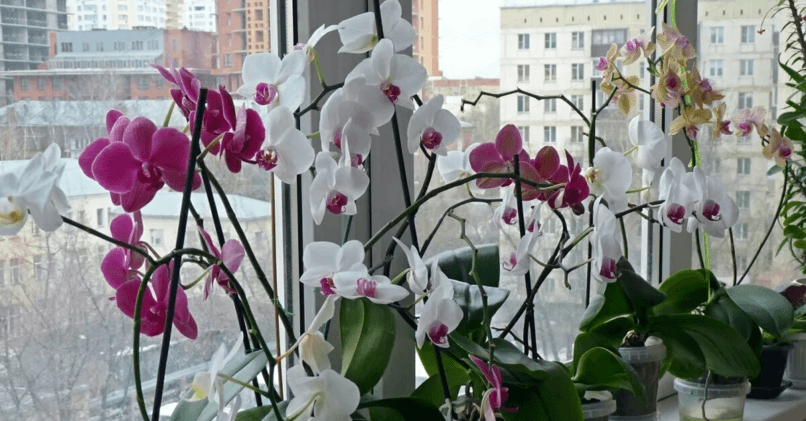 Как посадить орхидею дома