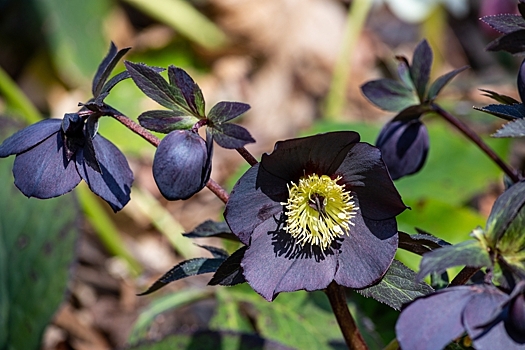 10 многолетников с практически черными цветками — подборка уникальных сортов