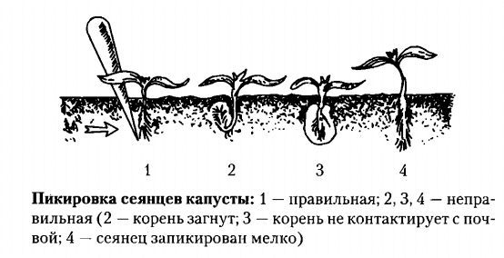 Правильная пересадка капусты