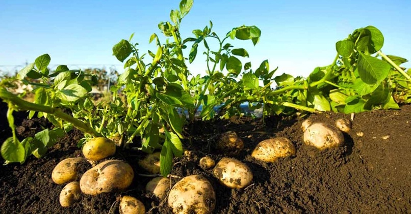 Что посадить после картофеля