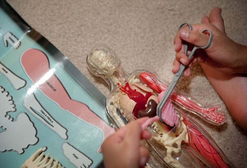 Набор для изучения анатомии заинтересует любопытного мальчишку