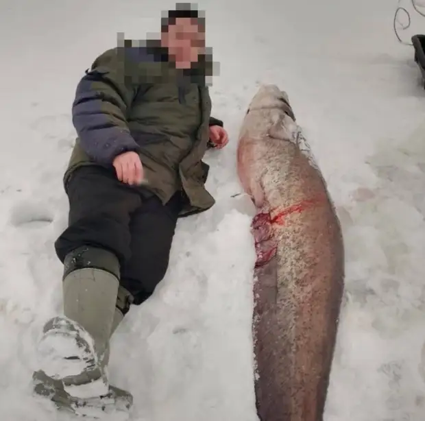 42-килограммового сома поймал рыбак в Городце0