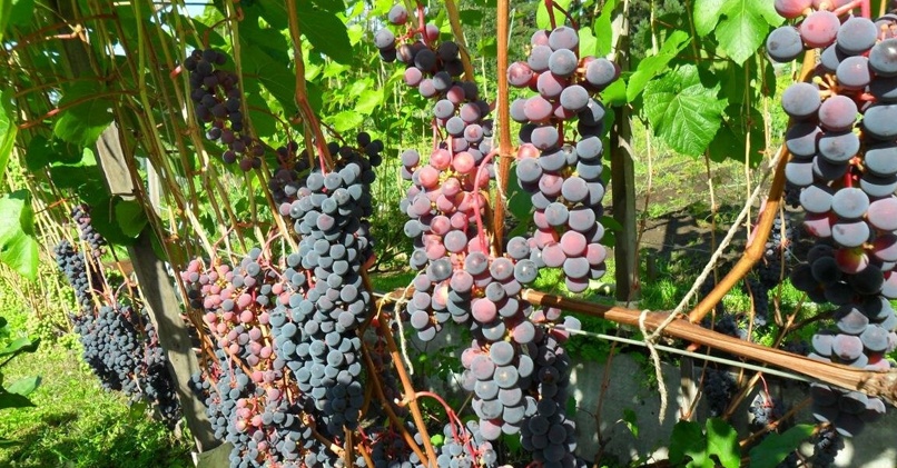 Что посадить с виноградом