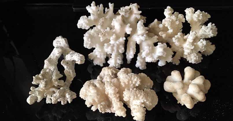 Белые натуральные кораллы