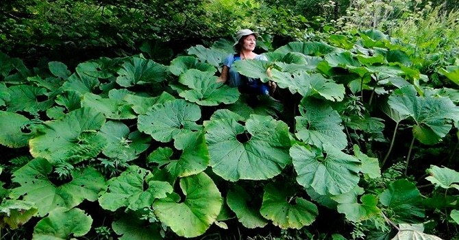 Белокопытник с огромными листьями
