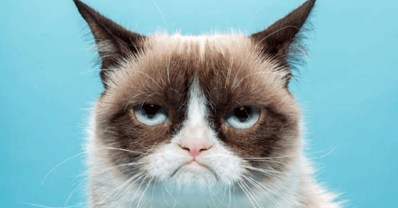 Сердитая кошка – Grumpy Cat