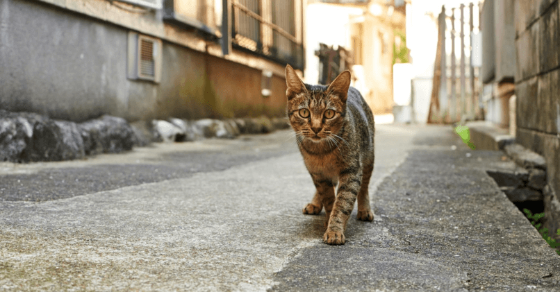 Как приручить кошку