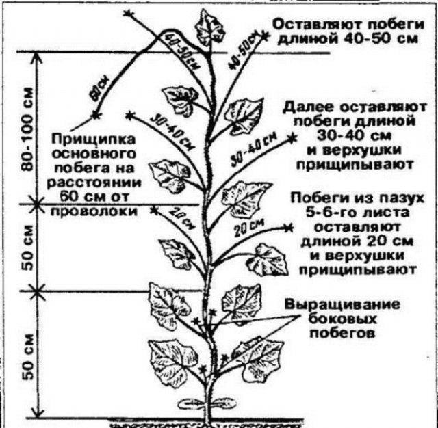 Схема прищипывания огурцов