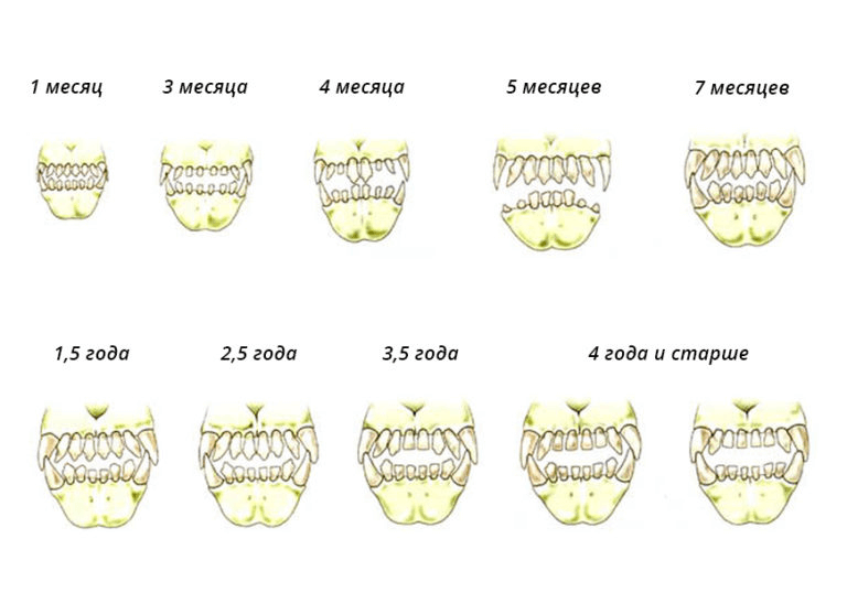 Определить возраст собаки по зубам