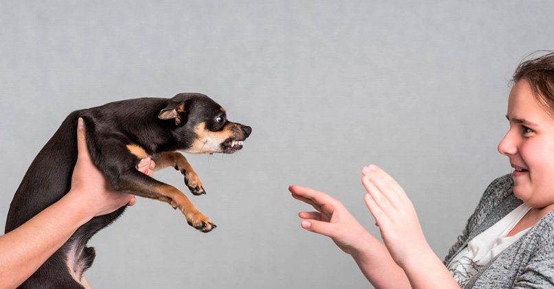 Как перестать бояться собак и избавится от фобии
