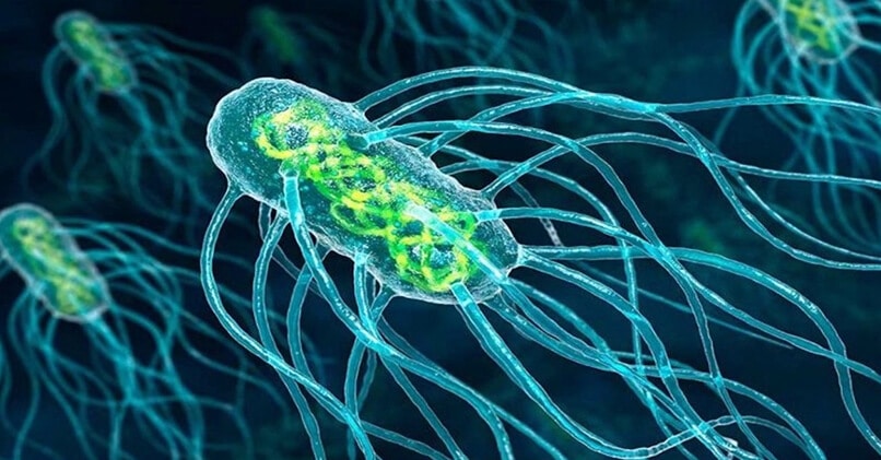 Бактерии – кто это такие простыми словами