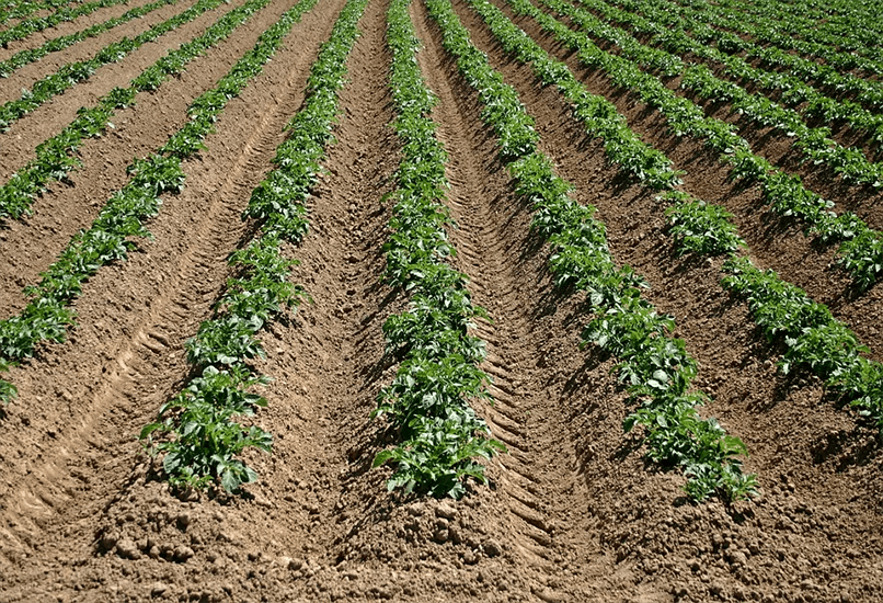 Схема посадки картошки