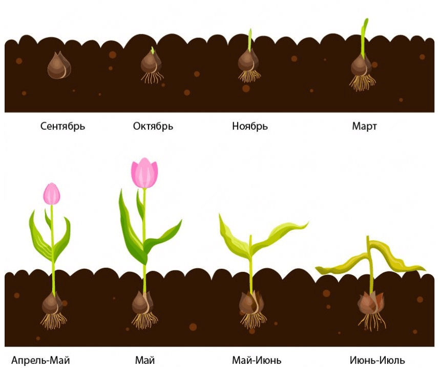 Схема развития луковицы тюльпана
