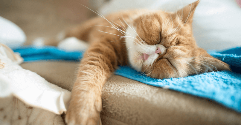 Почему кошка много спит