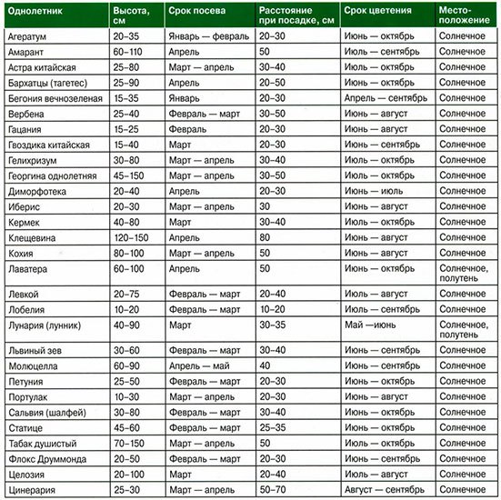 Сроки посева цветов на рассаду