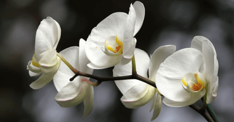 Орхидея уход