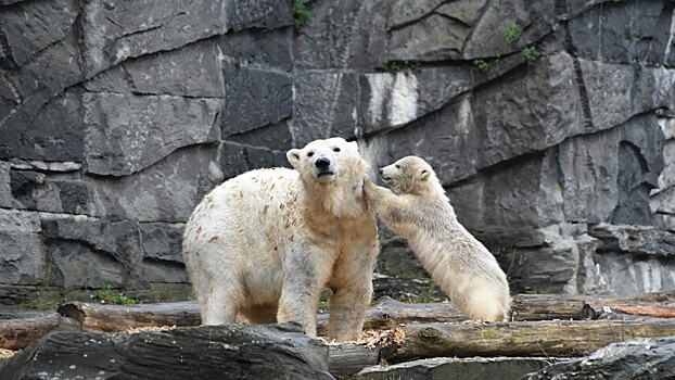 Белые медведи оказались перед угрозой голодной смерти