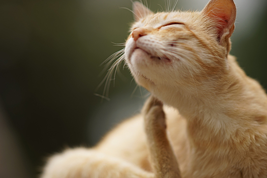 Блошиный дерматит у кошек — лечение, симптомы, фото болезни