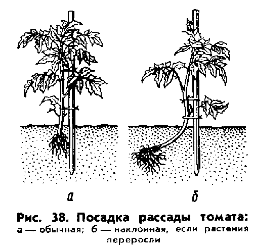 Посадка рассады томатов