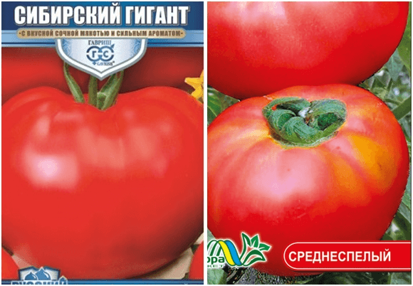 Сибирский гигант