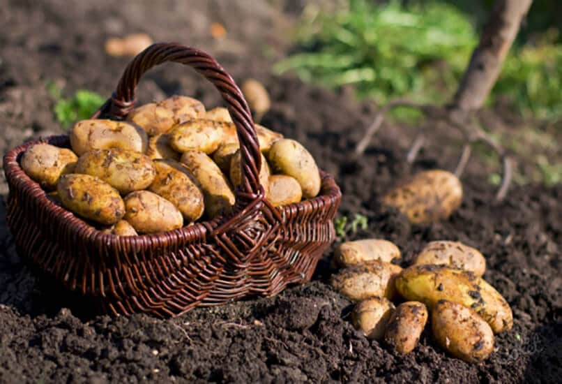 Сбор картофельного урожая