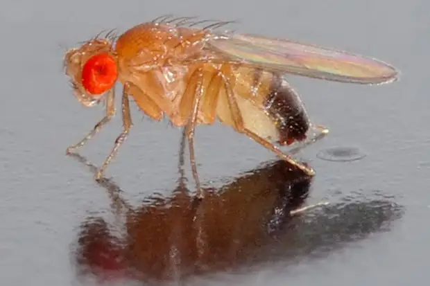 Geroscience: диета с ограничением аминокислоты изолейцина продлила жизнь мухам0
