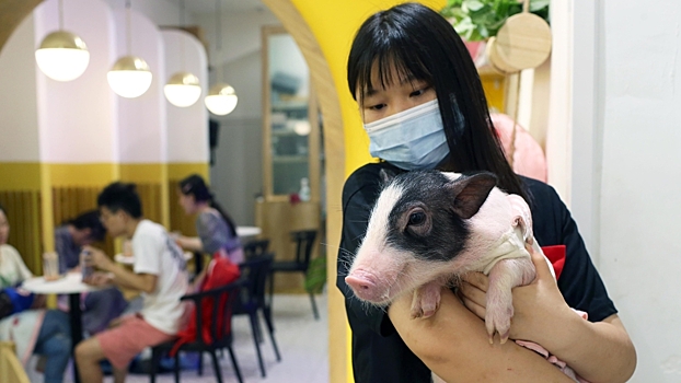 Японцы нашли способ избавления от стресса с помощью свиней