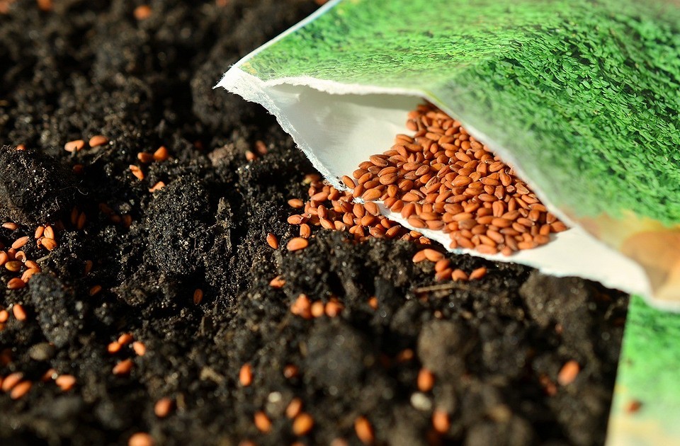 Как и в чем замачивать семена перед посадкой правильно для крепкой рассады: 9 средств1