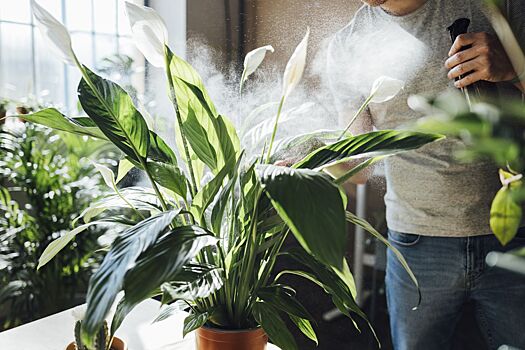 Как увлажнить воздух в квартире без увлажнителя: 12 способов