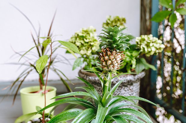 Как вырастить ананас в домашних условиях: как выбрать фрукт для посадки, как ухаживать4