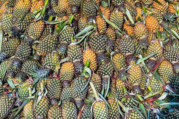 Как вырастить ананас в домашних условиях: как выбрать фрукт для посадки, как ухаживать3