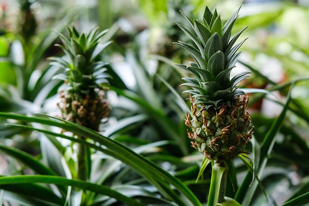 Как вырастить ананас в домашних условиях: как выбрать фрукт для посадки, как ухаживать5