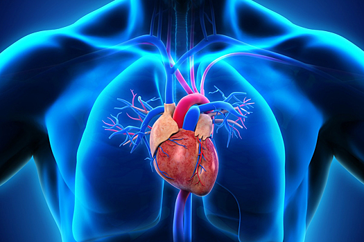 Кардиолог: учащение пульса не всегда указывает на серьезные проблемы с сердцем