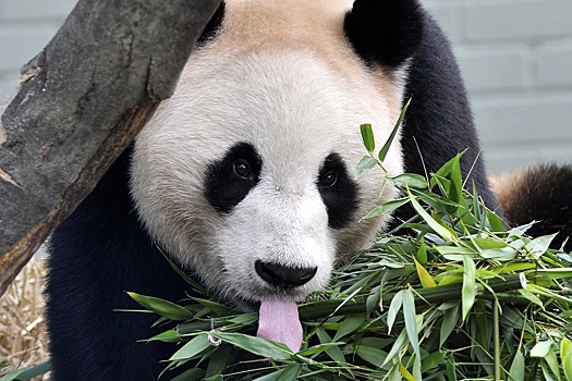 Китай впервые за двадцать лет отправляет двух панд в зоопарк США