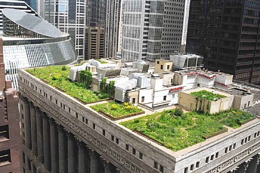 Корейские ученые рассказали о пользе зелени, растущей на крыше